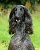 Afghan Hound 9R076D-135